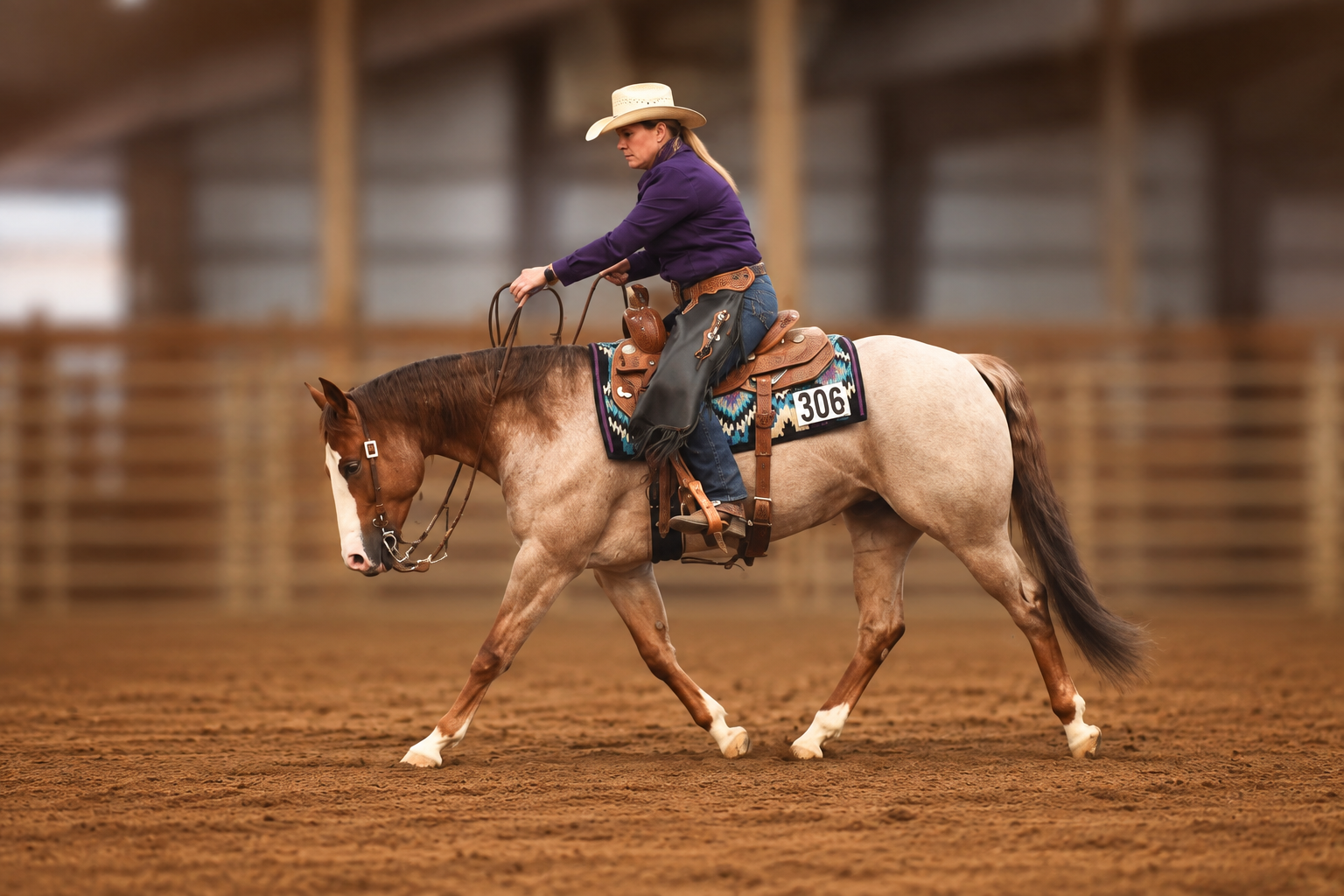 Chics Frosted Gun walking on a quiet rein inside an indoor show arena