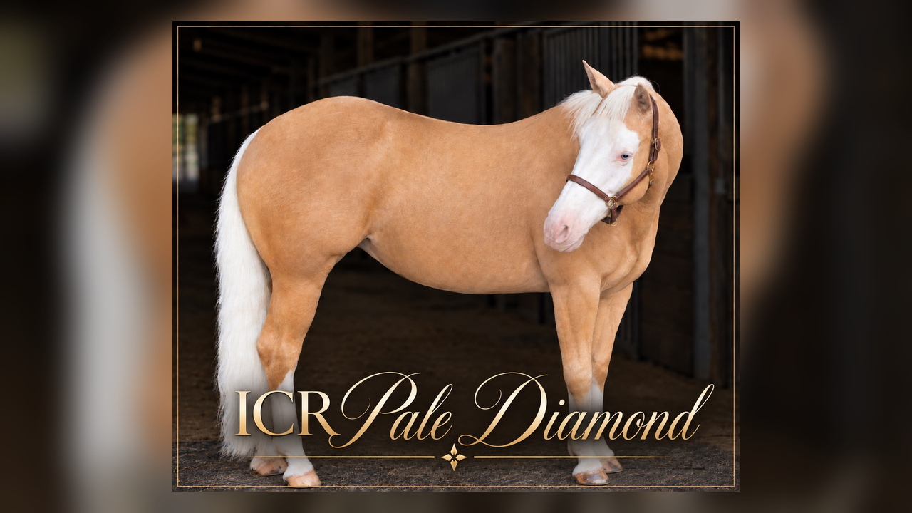 Addie, a performance horse offered for sale