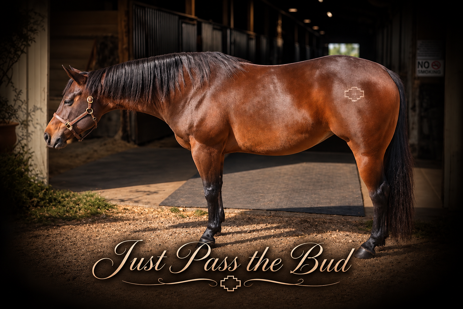 Freya, a performance horse offered for sale