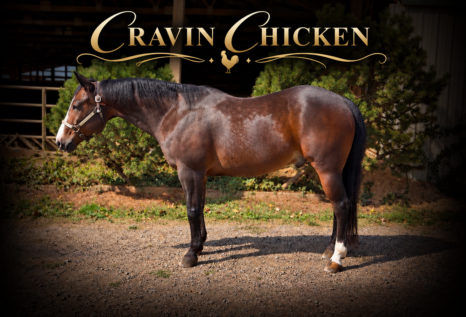 Awesome, a performance horse offered for sale