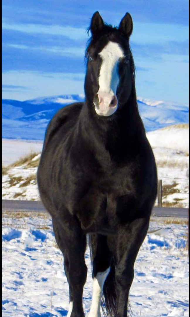 Smokingpepto — EZ's sire
